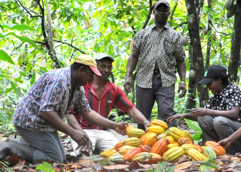Tonkpi : Ce que fait le Conseil café-cacao pour le monde agricole