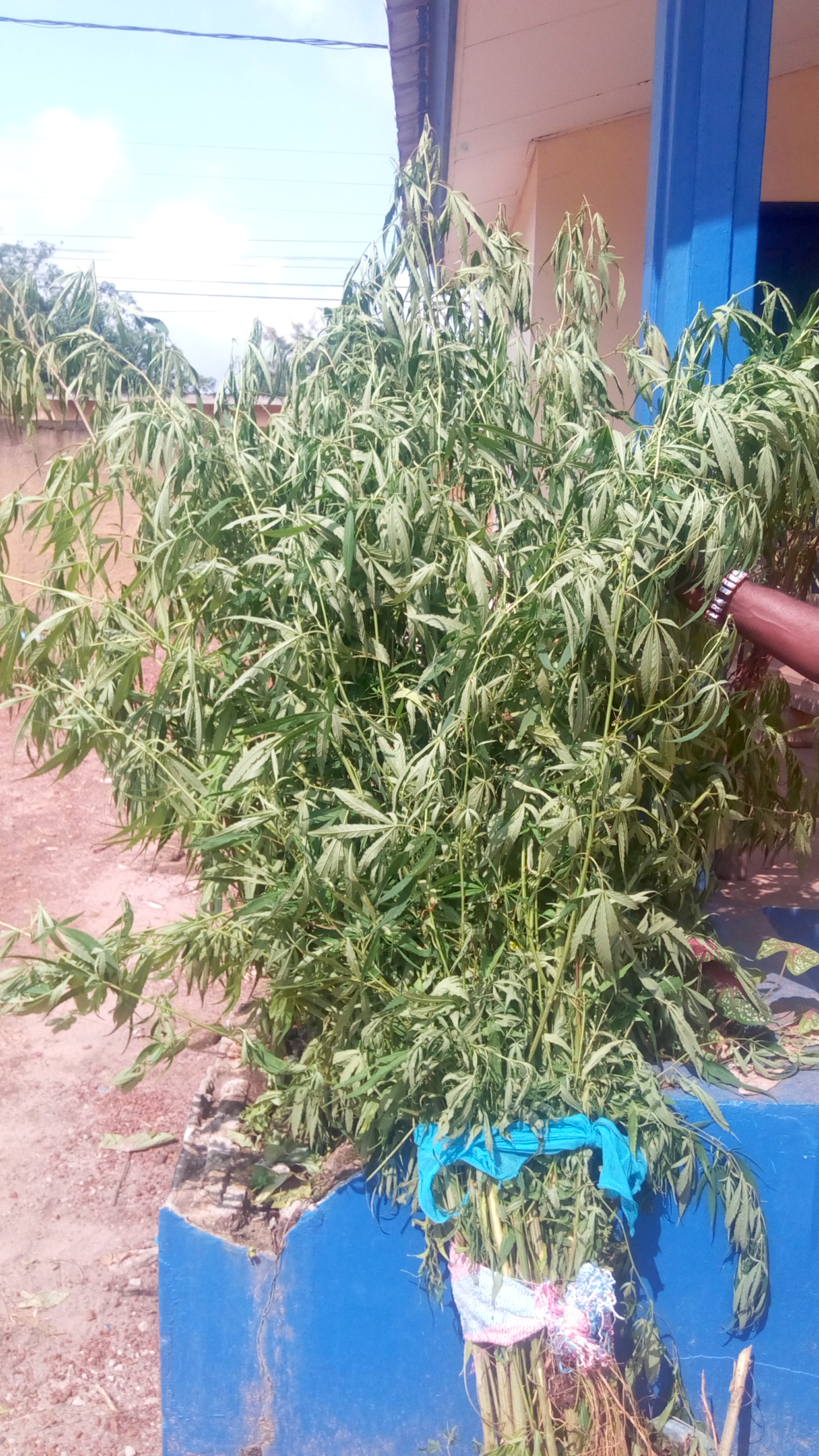 Biankouma : La police met fin aux activités d’un planteur de cannabis