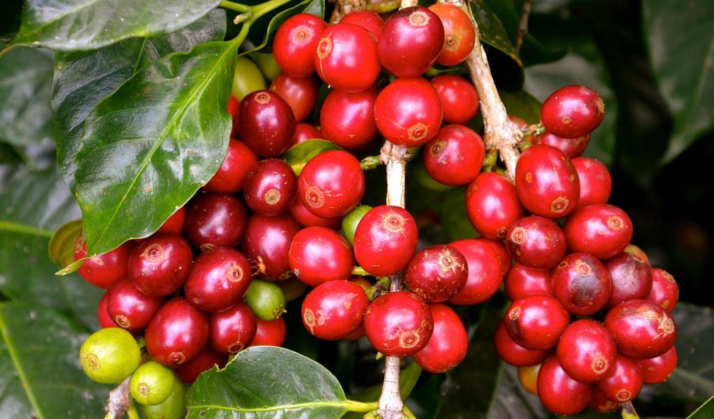 Man / Filière café : Les producteurs appelé à faire de la qualité