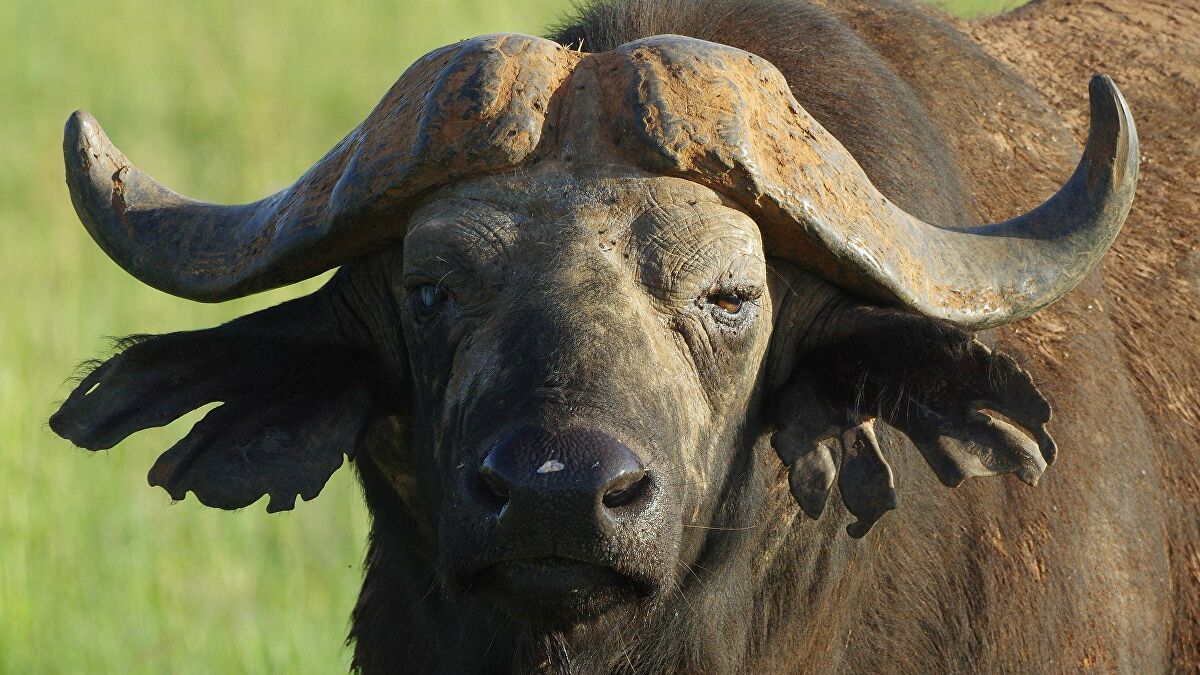 Koro : Un buffle sème la terreur parmi le bétail