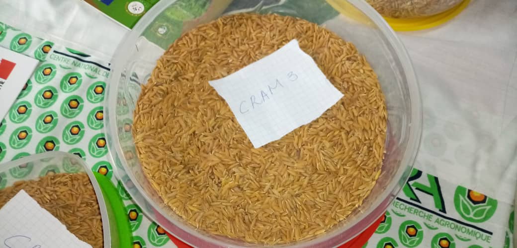 Tonkpi/ Utilisation abusive des produits phytosanitaires dans les champs de riz : Les conseils du CNRA aux agriculteurs