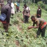 Biankouma/ Reportage : La culture de la tomate donne espoir à de nombreux déscolarisés Biankouma/ Reportage : La culture de la tomate donne espoir à de nombreux déscolarisés