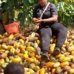 Man/ Commercialisation du cacao dans le Tonpki : Diarrassouba Fatoumata Doumbia, la Pca de la COOP-CA GCT défend les intérêts des acteurs"