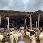 Man/ A quelques jours de la fête de l'Aïd : Les prix des moutons et des boeufs inquiètent les clients