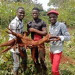 Man/ Reportage Retour à la terre : Deux jeunes diplômés sur la voie du succès dans la culture du manioc