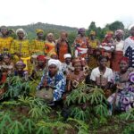 Bafing: Du manioc fait gagner 5 millions FCFA à un groupement de femmes