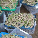 Bouaké/ Filière manioc: Le CNRA accélère la révolution semencière