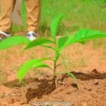 Doropo: La reforestation, un combat pour l'avenir Doropo: La reforestation, un combat pour l'avenir