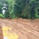 Man: La forêt sacrée de Guianlé profanée, en voie d'être morcelée et bradée Man: La forêt sacrée de Guianlé profanée, en voie d'être morcelée et bradée